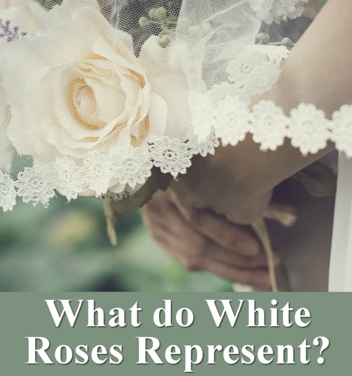 What do white roses represent?