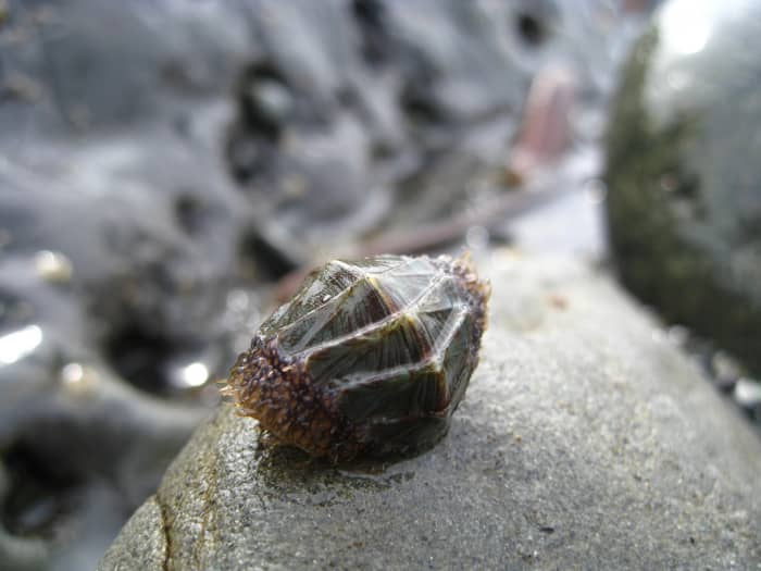 Unidentified Chiton - You can really see in this image why the chiton reminds me of a pill bug, or woodlouse.