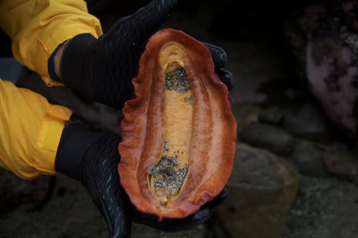 Gumboot Chiton underside (Cryptochiton stellari) - You can see why this is compared to the size of a boot. It is the largest chiton. Looking at a chiton's ventral side is not easy, a chiton may cling to a rock almost as hard as a limpet.