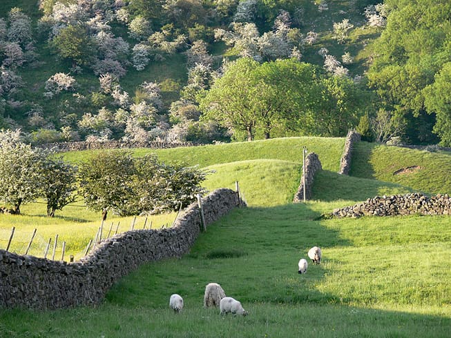 Sheep and walls in Arkengarthdale - two things not in short supply in the dales (well in Yorkshire as a whole, people are outnumbered 3 to 1 at least by sheep). Stone walls come in handy to fall off if you're daft enough to try climbing them.