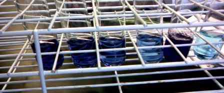 Serial dilution performed on blue dye solution. Notice the color gradually getting paler as dilution advances.
