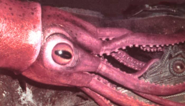 The Giant Squid from the long-gone ride at Walt Disney World attacks a hapless submarine. There's a lot more info on this attraction at www.20kride.com