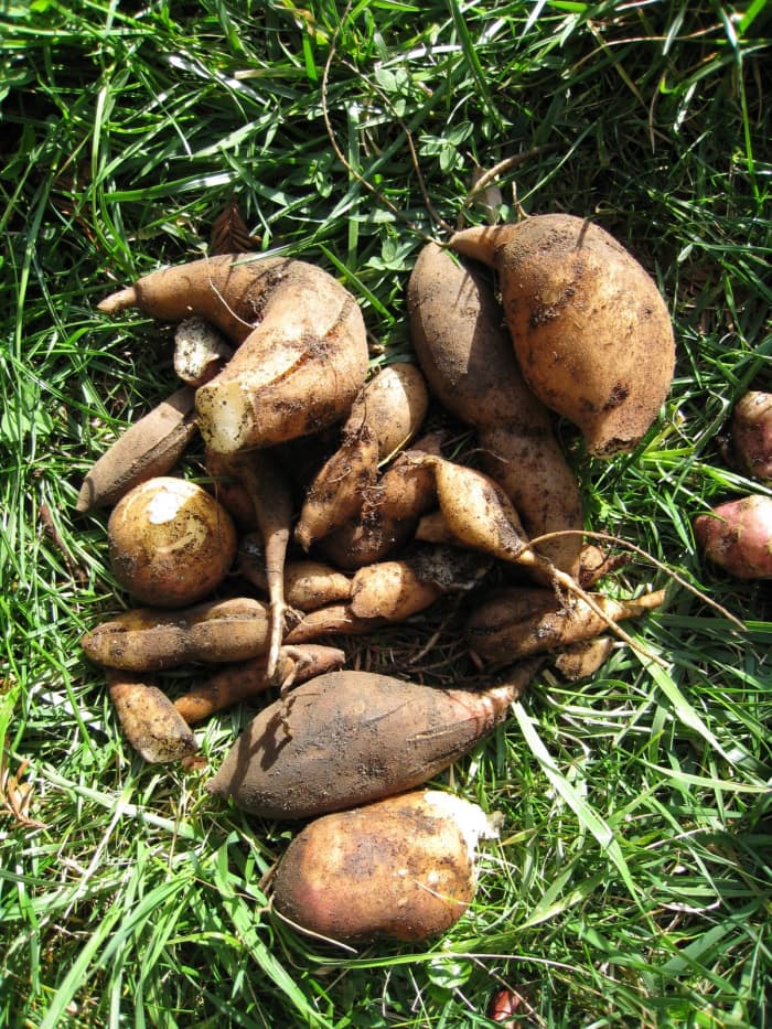 yacon-food-medicine-loaded-with-health-benefits