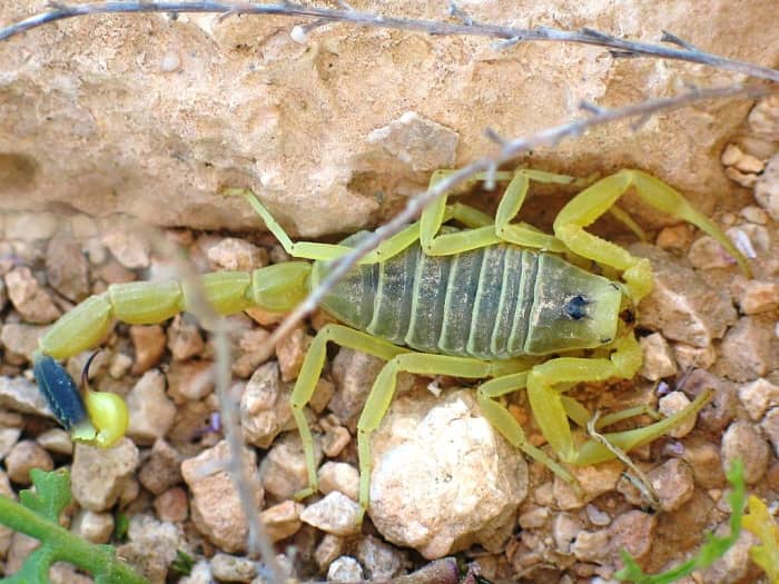 World’s deadliest Scorpion – the death stalker scorpion. Image Credit: Ester Inbar via Wikipedia Commons
