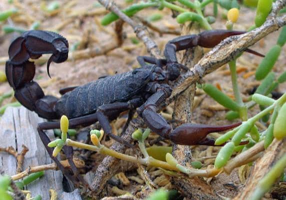 World’s deadliest Scorpion – Fat tailed Scorpion. Image Credit:Per-Anders Olsso via Wikimedia Commons
