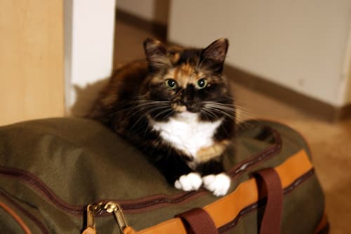 Don't forget to get someone to care for your pet, stop any newspaper delivery etc.