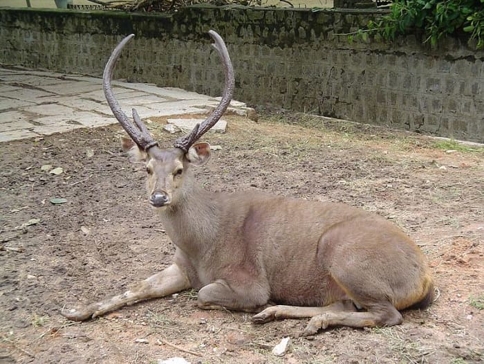 A Sambar deer stag. These deer are also a top prey item of India's other symbolic cat, the tiger.
