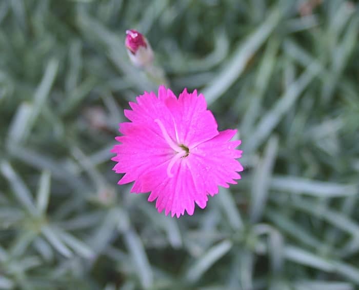 ‘Feuerhexe’ was voted the Perennial Plant Association's 2006 Perennial Plant of the Year.
