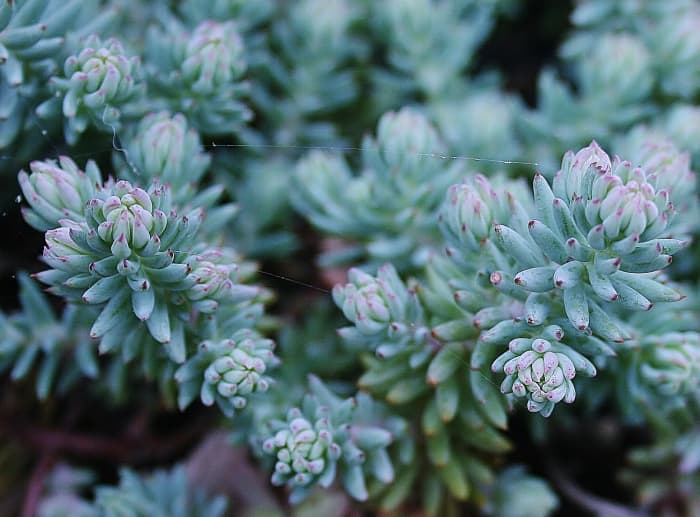 'Blue Spruce' sedum is a drought-resistant perennial ground cover that thrives in poor soil.