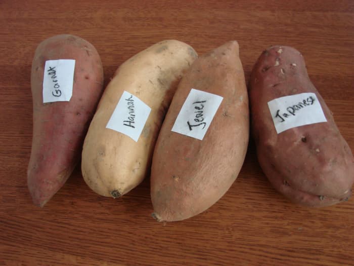 Different varieties sweet potatoes  how they differ taste
