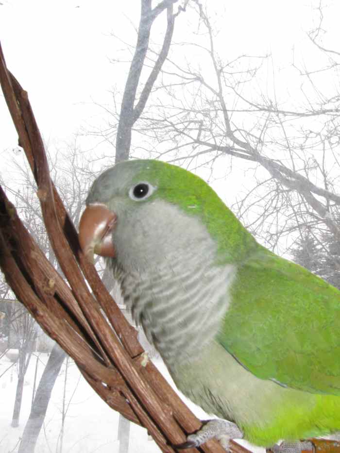 Quaker Parrots as Pets Facts You Should Know HubPages