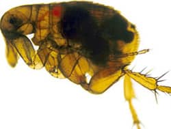The black area is the Yersinia pestis bacterium blocking the flea's gut; this would be regurgitated into a new host.