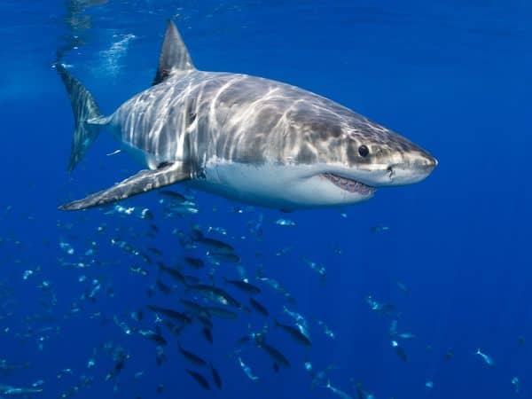 Top 3 Most Dangerous Sharks - HubPages