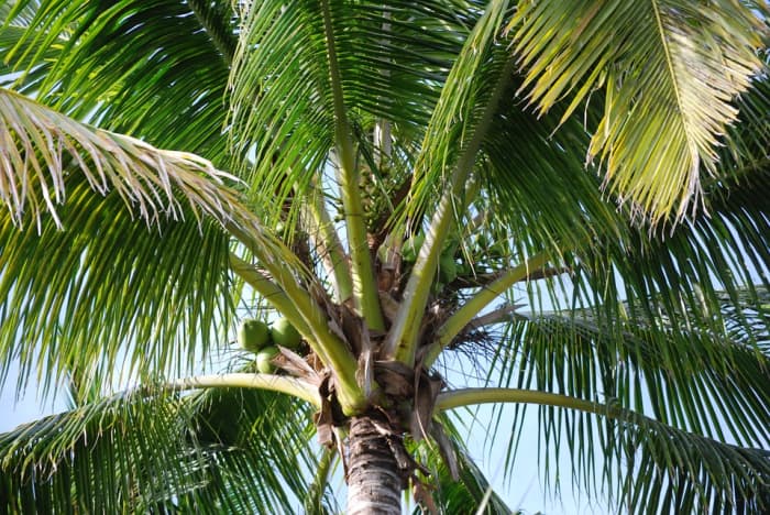 Uses of Coconut Tree from Roots to Leaves - HubPages