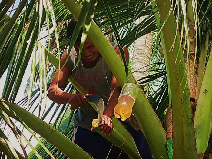 Uses of Coconut Tree from Roots to Leaves HubPages