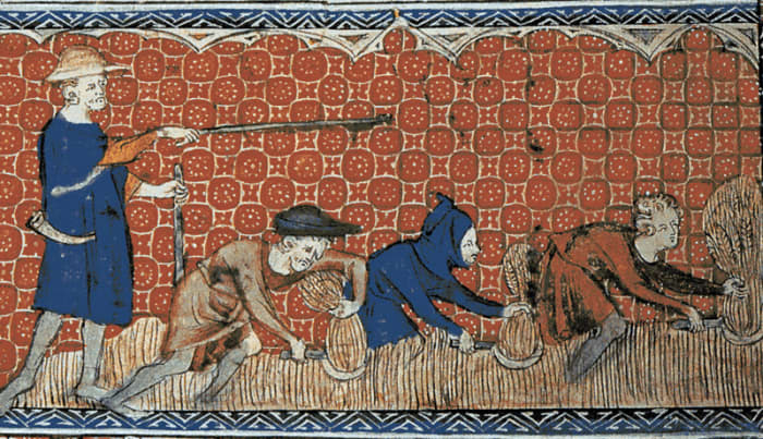 A reeve (foreman) directing serfs during the harvest in England around 1310.