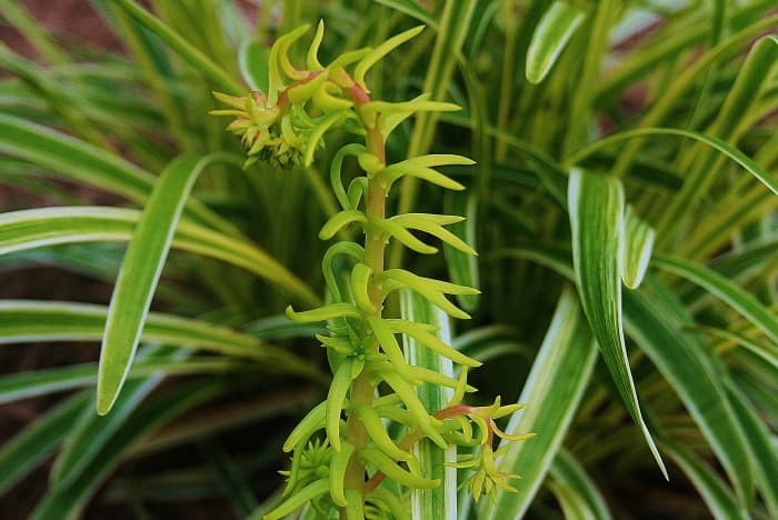Occasionally, a carpet of Sedum rupestra 'Angelina' (a.k.a. 'Angelina' stonecrop) erupts into a quirky lime green dragon's head.