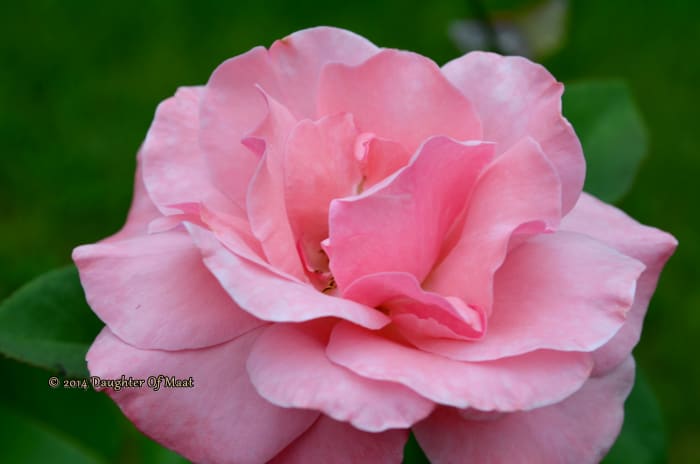 My dog's spirit inhabits this rose bush which appeared the day after she died. We call it Lady's Rose.