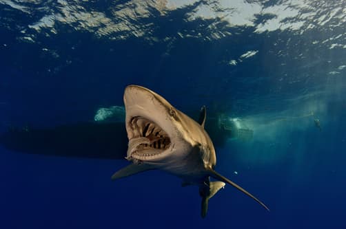 Oceanic Whitetip Sharks - the Sharks that have Eaten the Most People ...