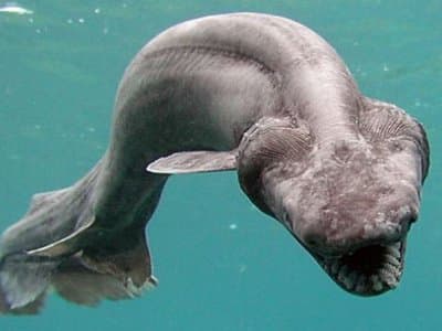 Frilled Sharks - The Oldest Living Shark Species - HubPages