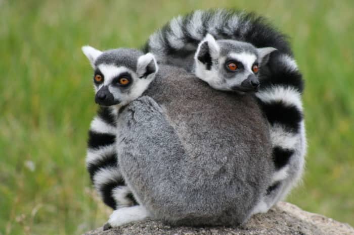 The ring tailed lemur is one of the most instantly recognisble of all the lemur family.