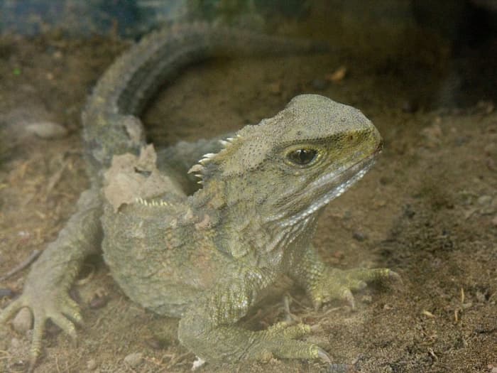 The tuatara looks like a lizard but is in fact a different kind of reptile altogether. It's barely changed over the last 200 million years ago.