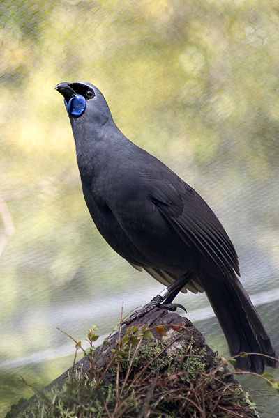 The Kokako belongs to the Callaeidae family which is totally endemic to New Zealand.