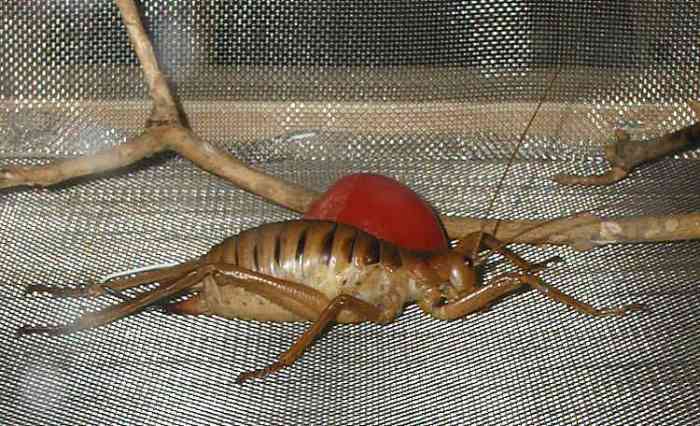 The giant weta is a giant flightless cricket that often falls prey to the tuatara. Like the tuatara, it's changed little in hundreds of millions of years.