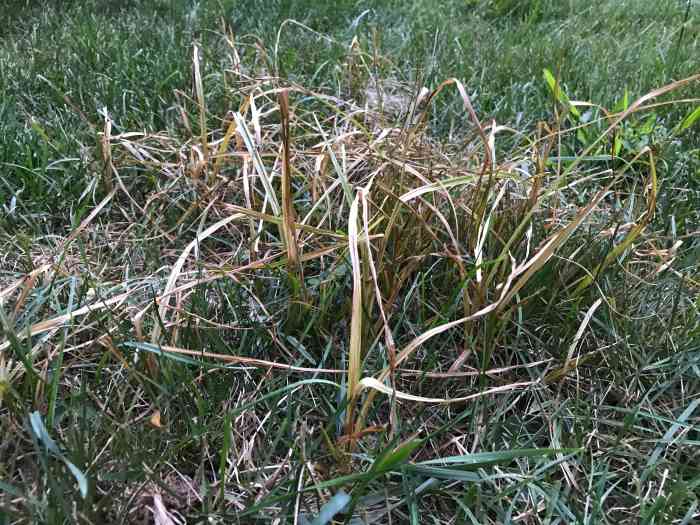 Invasive Weeds How to Control Nutsedge in Your Lawn HubPages