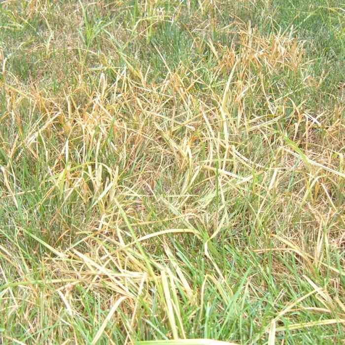 Invasive Weeds How to Control Nutsedge in Your Lawn HubPages