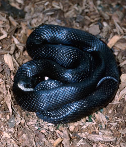 A Hillbilly Guide to Snakes: The Western Rat Snake - HubPages