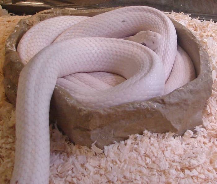 Albino western rat snake at the Reptile Zoo east of Monroe, Washington, Photo by Jamidwyer, Public Domain.