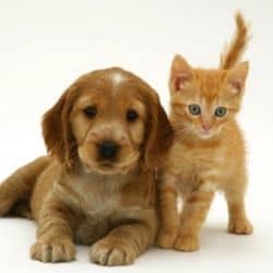 This cute photo of a Golden Cocker Spaniel Puppy with British Shorthair Red Tabby Kitten is by Jane Burton and is available at
