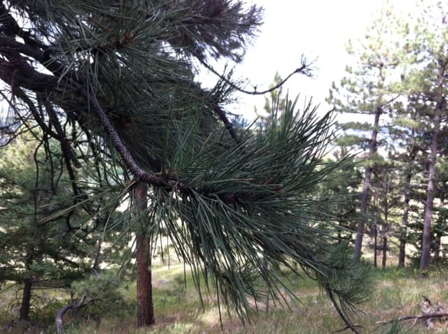 How to Make Safe, Healthy Pine Needle Tea - HubPages