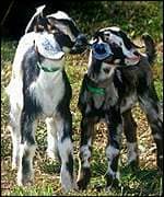 These goats may look like any other goat but when they grow up they'll be used to produce spider silk.