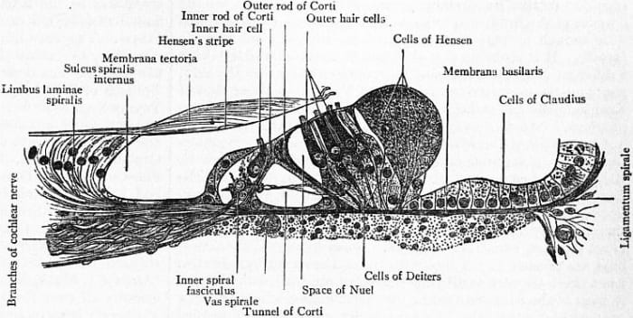 The Organ of Corti contains inner hair cells and outer hair cells.