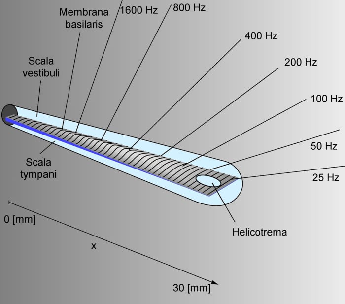 The detection location for various sound frequencies along the length of an uncoiled cochlea.