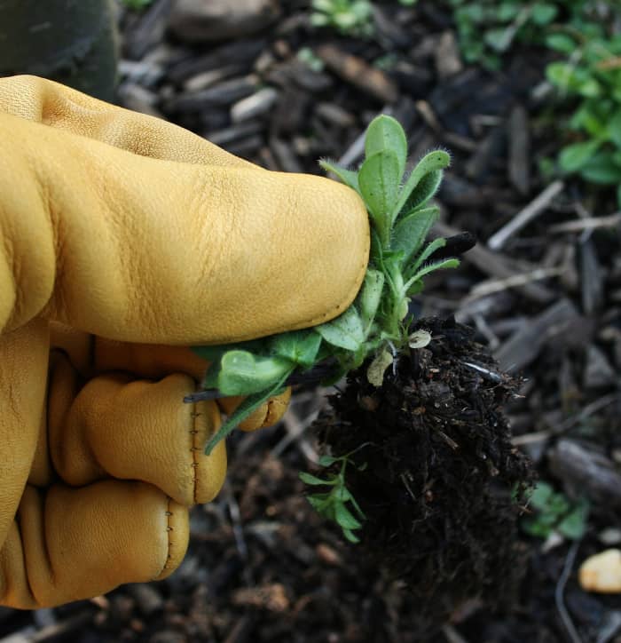 Gold Leaf gloves fit well so tasks that require fine motor skills, like weeding, are easy to perform.