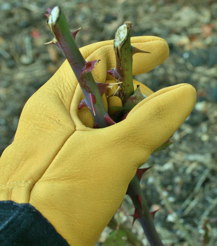 Wearing Tough Touch gloves, I don't have to worry about getting pricked by thorns on rose bush canes.