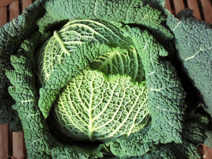 The green juice that comes from cabbage is quite peppery - not very tasty to be honest!