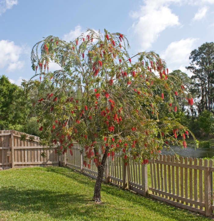 Red Bottlebrush Tree in Florida