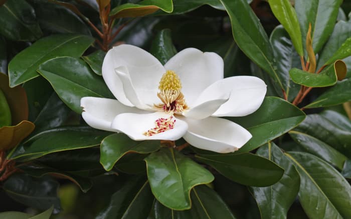 Magnolia Tree Flower