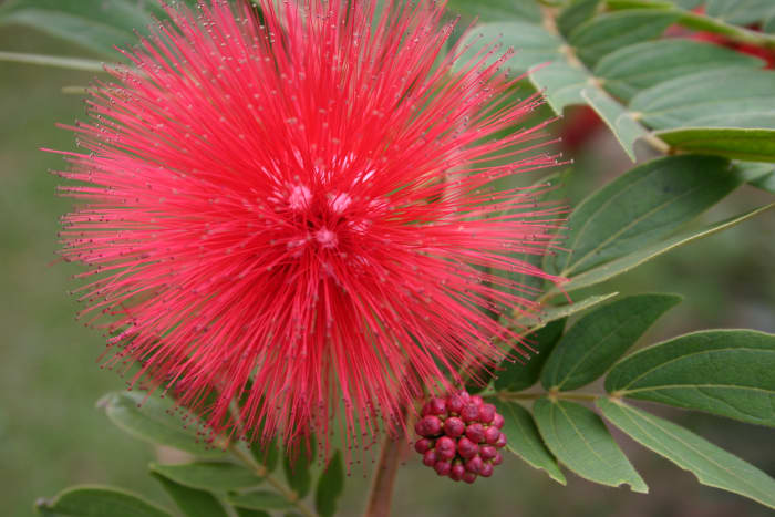 Powderpuff Tree Flower