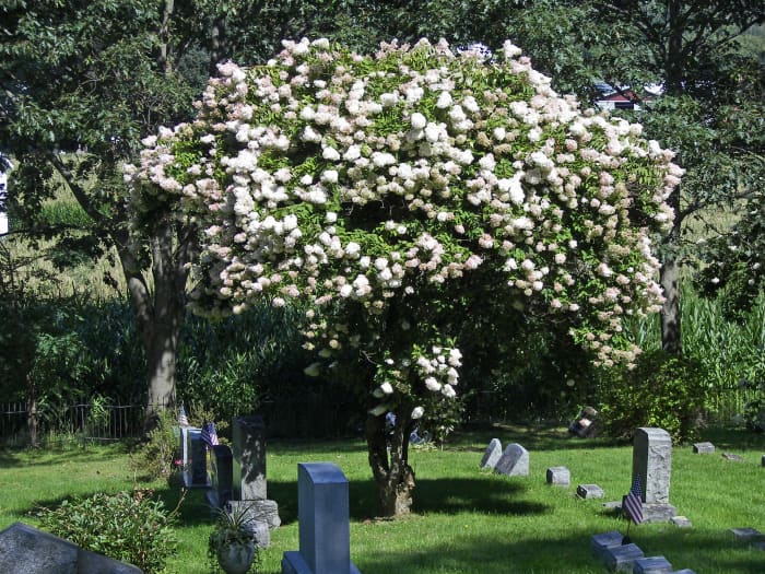 the-best-small-trees-to-plant-in-your-yard
