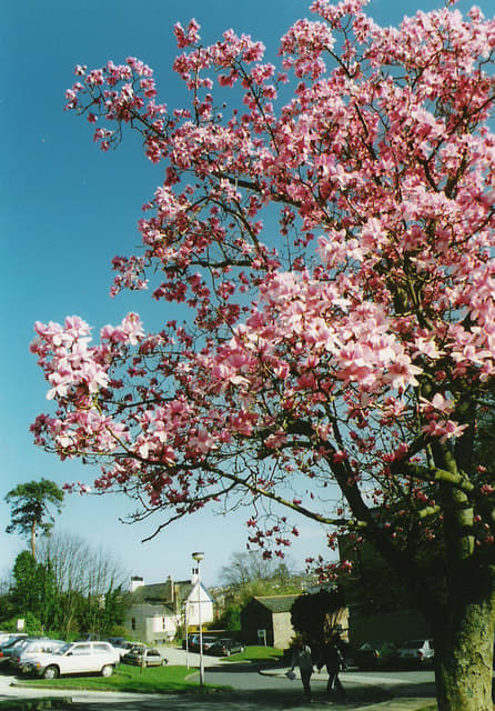 Magnolia Tree in South Devon College Grounds