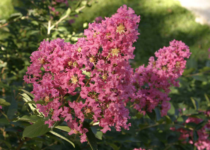 Pink Crape Myrtle Flower