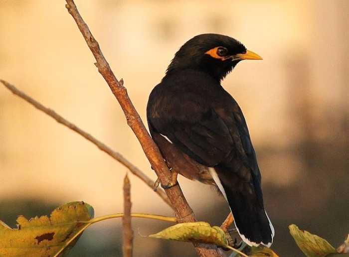 Birds in My Backyard Photo Gallery HubPages