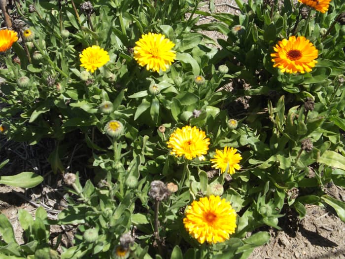 Good for your garden, traditional medicinal uses, and great for brightening up your home. Calendulas attract bees to your garden for pollinating vegetable flowers, and are good as a border to keep the grass from growing into your vegetable garden.