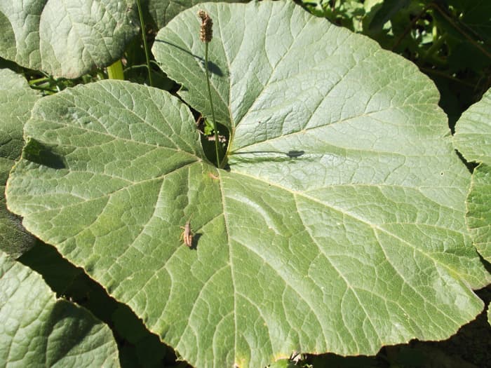 Compare the size of the grasshopper to the size of the pumpkin leaf.