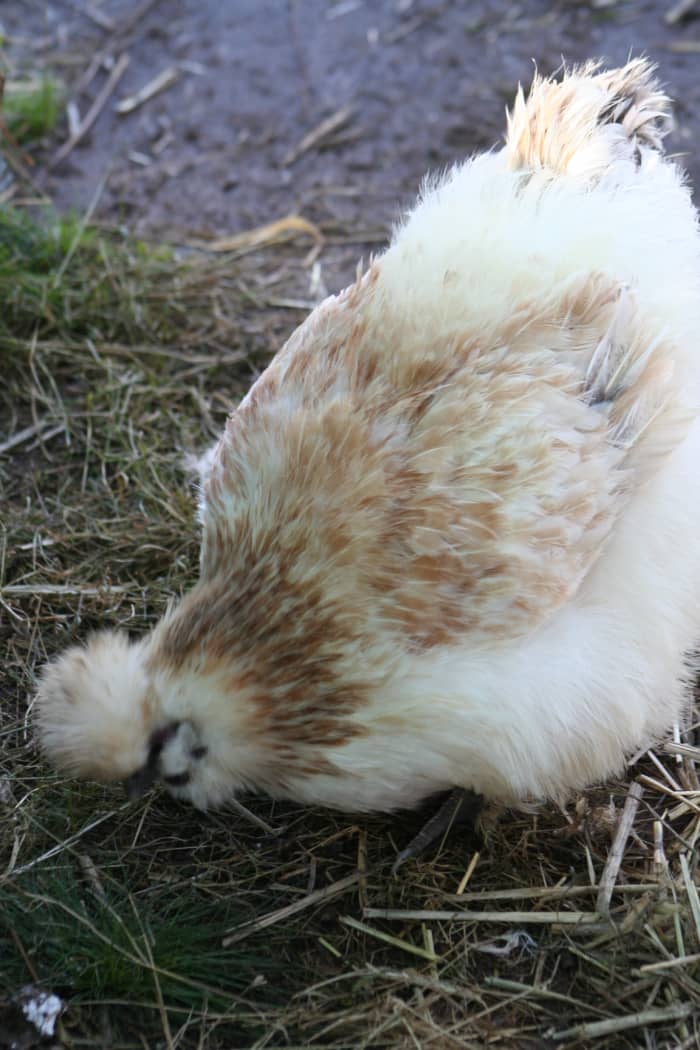 Feed a hen and she'll feed you with eggs - and feed your garden with natural fertilizer.